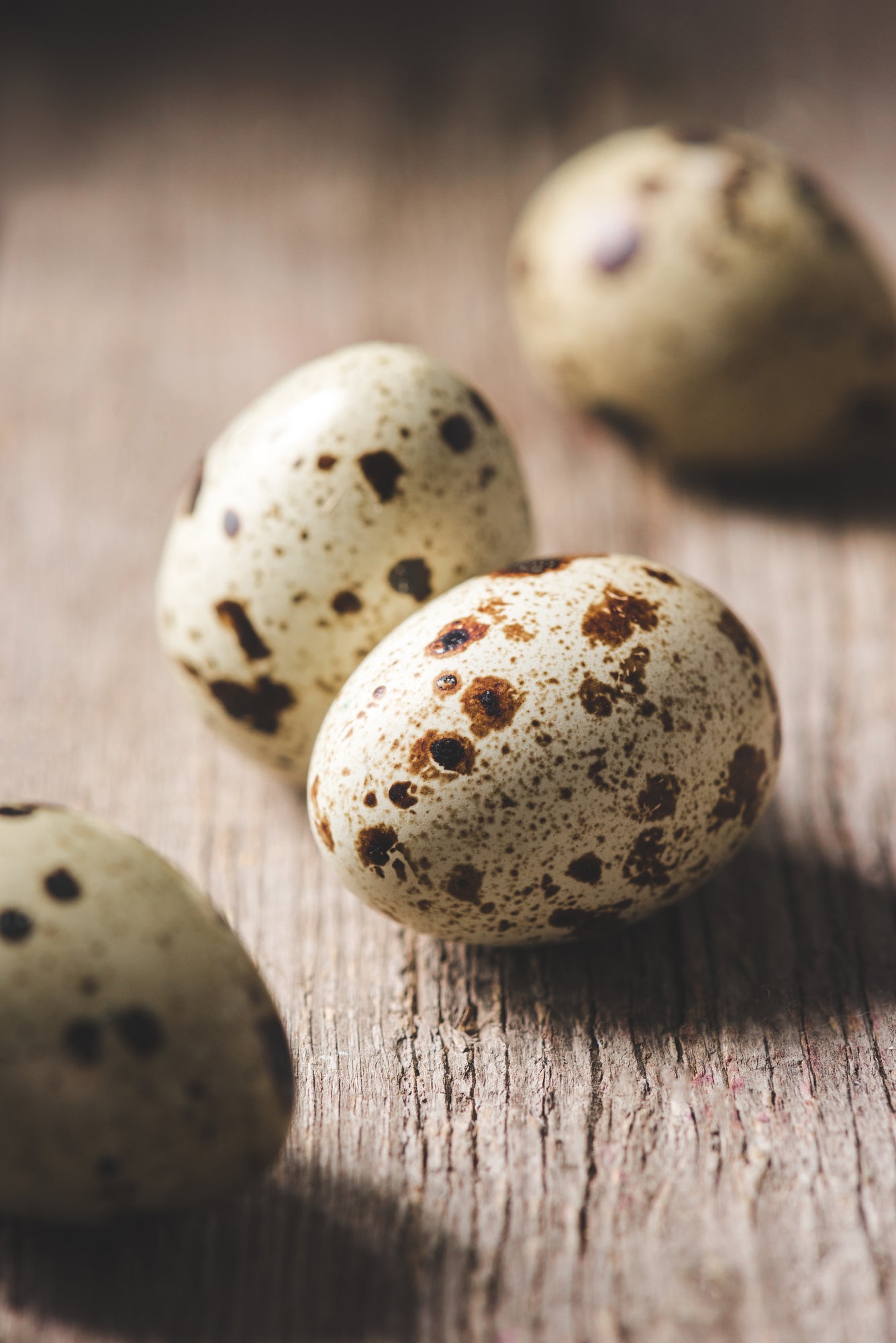 50+ Mixed Color Coturnix Quail Hatching Eggs