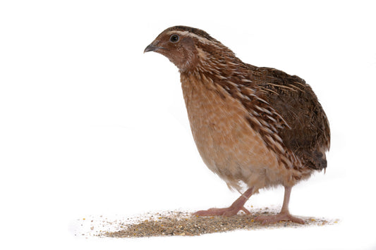 Male Coturnix (5) - Mixed Colors