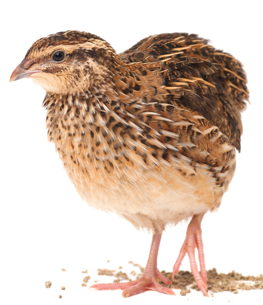 Straight Run - Approximately 3 week old quail (10)