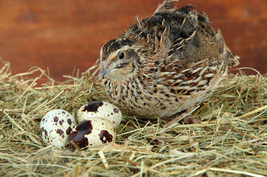 Female Coturnix (5) - Feather Sexable